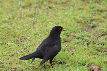 bird on the grass