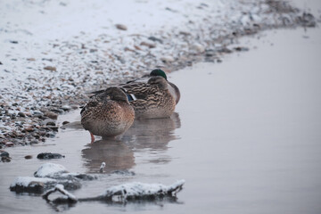 duck in snow