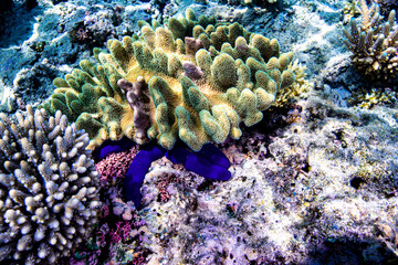 Sea star hiding under coral