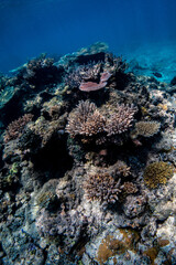 coral reef in the ocean
