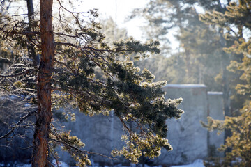 bright sunlit pine tree in background light
