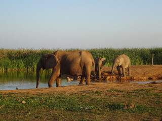 Elefantes salvajes, Sudáfrica.