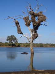 Laguna con hipopótamos y cocodrilos, Sudáfrica.