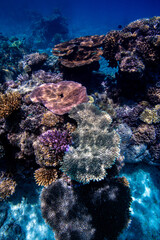Naklejka na ściany i meble diving over the coral reef 