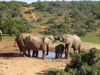 Abrazo entre elefantes, Sudáfrica.