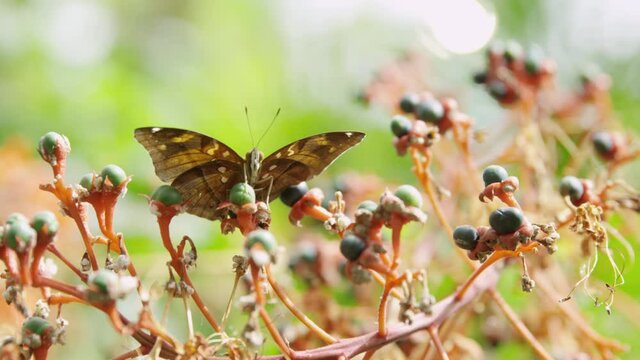 Satyr butterfly perched on flower - hand held