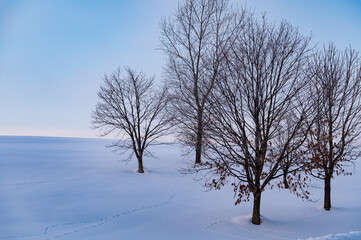 冬美瑛木のある風景一日の始まり