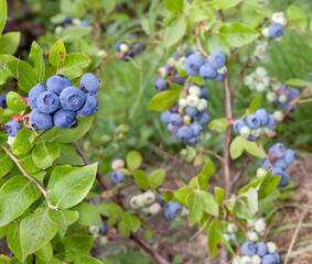 Gardening blueberries. Berry bushes in the garden. Different degrees of ripening berries