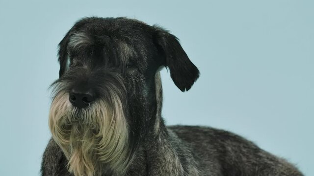 Mittelschnauzer is posing in the studio on a bluish background. The dog lies, looks ahead, turns its head and barks. Slow motion. Close up.