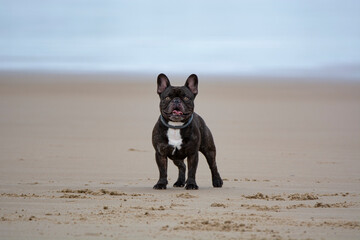 French bulldog dog staring in the sand on the beach with blue skies