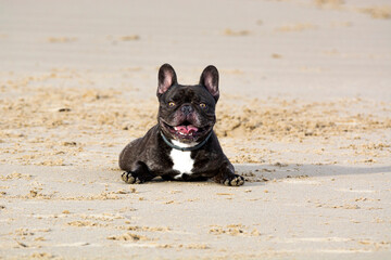 French bulldog dog with funny smile lying on the beach sand