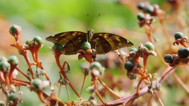 Satyr butterfly perched on flower - close up macro shot