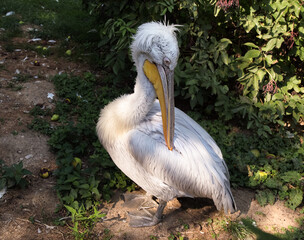 Great white pelican preens it's flight feathers. Pelecanus crispus  with yellow long beak. Zoo birds.