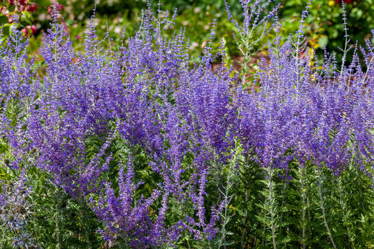 Perevoskia 'Blue Spire' a late summer flowering plant with a blue purple summertime flower in July and August and commonly known as Russian Sage, stock photo image
