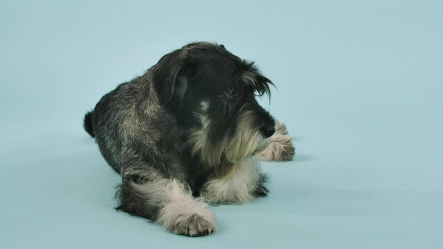 The Mittelschnauzer lies in the studio against a bluish background. The dog lowers its head to its paws, then sharply raises it again. Slow motion. Close up.