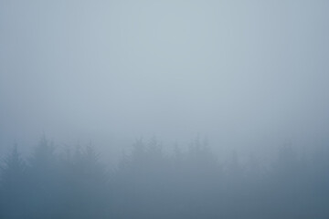 Tree line in Mist