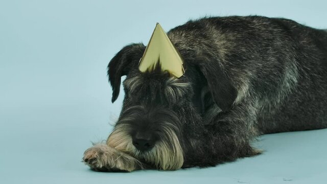 Mittelschnauzer in a festive cap lies in the studio against a bluish background. Birthday of the animal. Slow motion. Close up.
