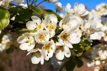Twig with blooming flowers of mirabelle European plum (Prunus domestica) on spring. White flowers of fruit trees