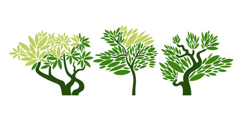 Set of tropical trees. Botanical Garden. Vector illustration.