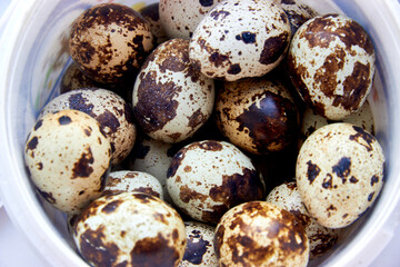 fresh variegated quail eggs in a white bucket