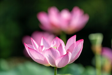 Obraz premium 蓮の花