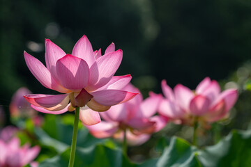 Obraz premium 蓮の花