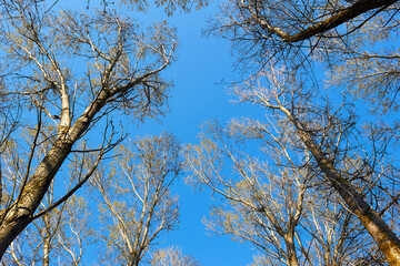 Bottom view of trunks and tops of leafless poplar in autumn with blue sky at spring Populus canadensis
