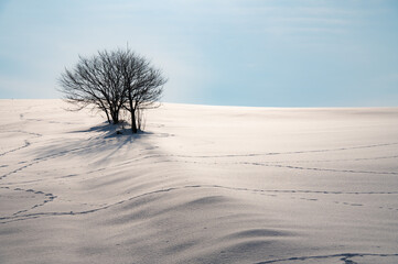 美瑛雪影の大地