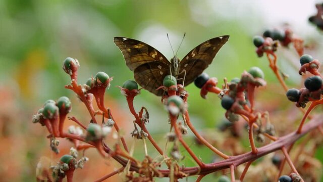 Satyr butterfly resting on flower buds on summer day - close up