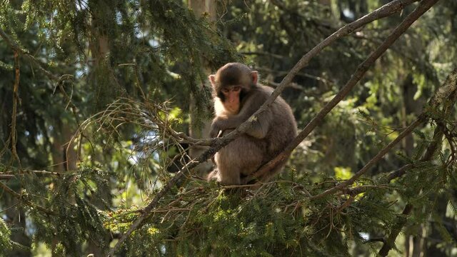 Young japan macaque sitting on tree branch