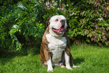 Brindle coat American Bulldog dog portrait outside