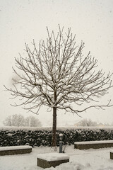 Kahler Baum mit schneebedeckten Ästen, Stans, Kanton Nidwalden, Schweiz