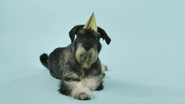 Mittelschnauzer in a birthday cap lies and looks into the camera in the studio on a bluish background. Birthday of the animal. Slow motion. Close up.
