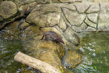 Asian small-clawed otter (scientific name amblonyx cinereus)