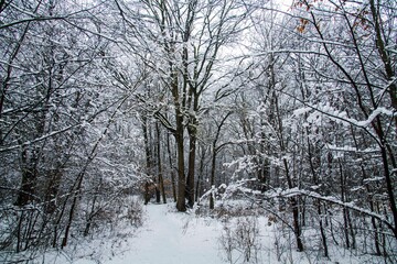 Winter landscape with falling snow. Snow forest, snow is falling. Christmas Winter New Year background magnificent scenery. Cold temperature