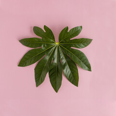 Fototapeta na wymiar Green leaf in the shape of a heart on a pink background. Love concept. Minimal flat lay nature