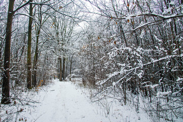 Fototapeta premium Winter landscape with falling snow. Snow forest, snow is falling. Christmas Winter New Year background magnificent scenery. Cold temperature