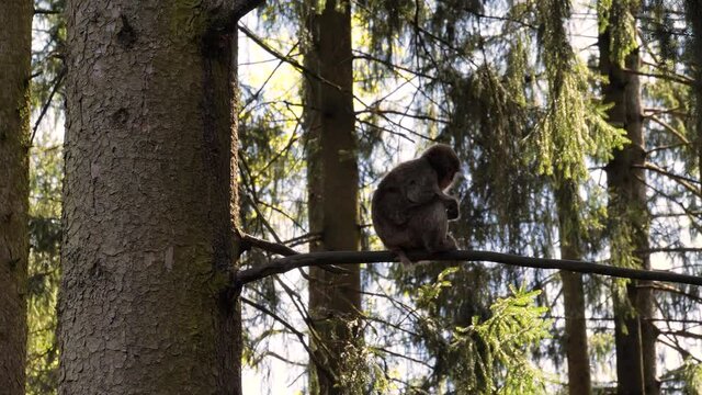 Aesthetic shot of japan macaque ape sitting on tree branch
