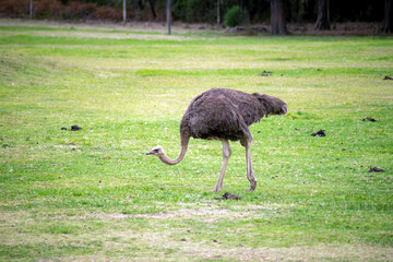 Common ostrich (struthio camelus) grazing in paddock