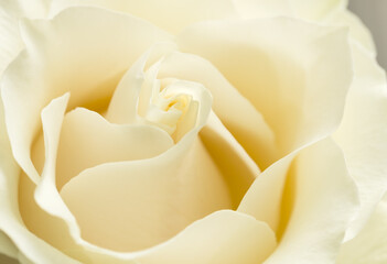 White Chocolate or Creme rose petals close up with soft focus.