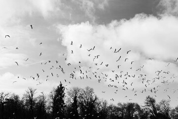 Cielo nublado repleto de pájaros