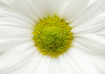 Close up of daisy flower petals with yellow and green heart.