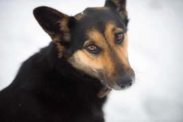 portrait of a farm mongrel dog in winter