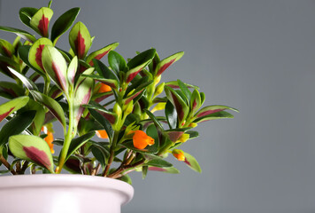 Beautiful potted Goldfish plant on grey background