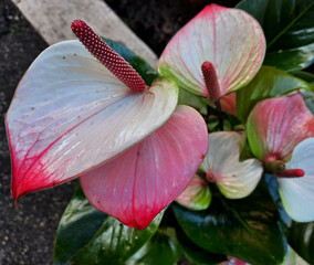 brillante pianta di anthurium fiorita