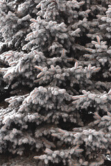 Fluffy Christmas tree branches, no decorations