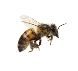 Flying Bee isolated on white