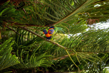 Rainbow lorikeet (trichoglossus moluccanus) in the branches of a Norfolk Island Pine (araucaria heterophylla)