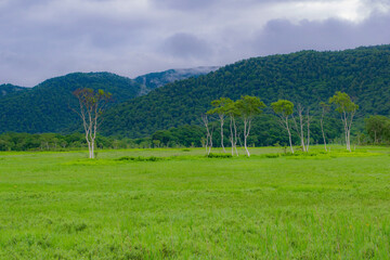 rice field in the mountains