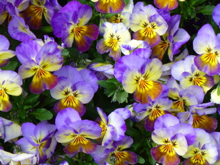 colourful purple and yellow horned violets